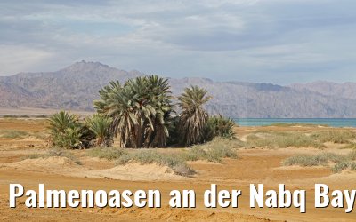 Palmenoasen an der Nabq Bay am Roten Meer