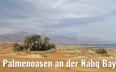 Palmenoasen an der Nabq Bay am Roten Meer