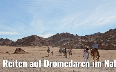 Reiten auf Dromedaren im Nabq-Nationalpark