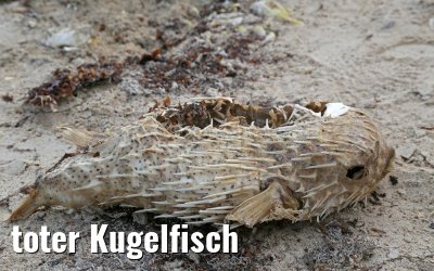 toter Kugelfisch