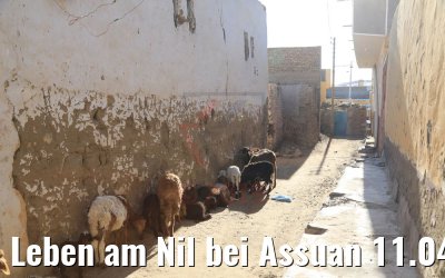Leben am Nil bei Assuan 11.04.2019