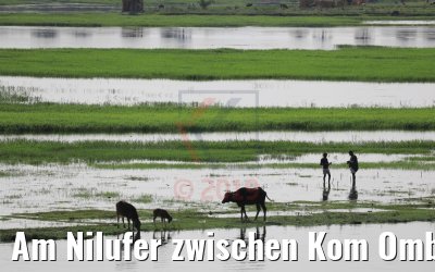 Am Nilufer zwischen Kom Ombo und Luxor 13.04.2019