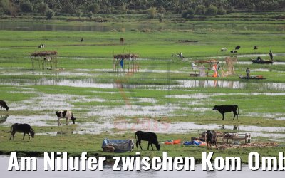 Am Nilufer zwischen Kom Ombo und Luxor 13.04.2019
