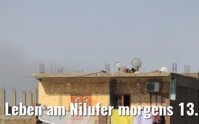 Leben am Nilufer morgens 13.04.2019