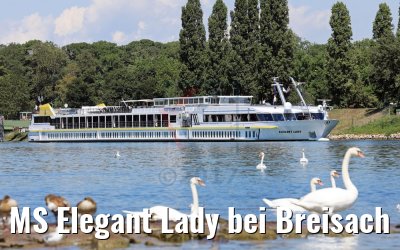 MS Elegant Lady bei Breisach 14.08.2017