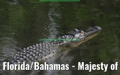 Florida/Bahamas - Majesty of the Seas - February 2012