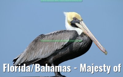 Florida/Bahamas - Majesty of the Seas - February 2012