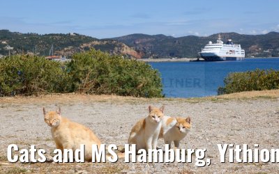 Cats and MS Hamburg, Yithion, Greece 27.04.2024