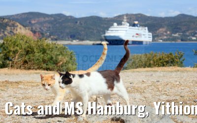 Cats and MS Hamburg, Yithion, Greece 27.04.2024
