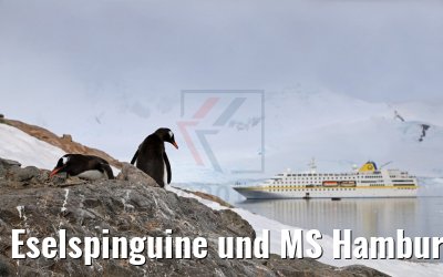 Eselspinguine und MS Hamburg, Neko Harbor Antarktis 08.01.2017 Eselspinguine und MS Hamburg, Neko Harbor Antarktis 08.01.2017