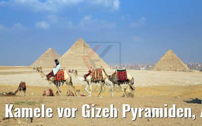 Kamele vor Gizeh Pyramiden, Ägypten Kamele vor Gizeh Pyramiden, Ägypten