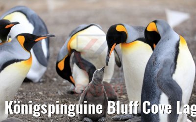 Königspinguine Bluff Cove Lagoon, Falklandinseln Königspinguine Bluff Cove Lagoon, Falklandinseln