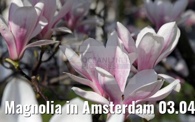 Magnolia in Amsterdam 03.04.2016 Magnolia in Amsterdam 03.04.2016