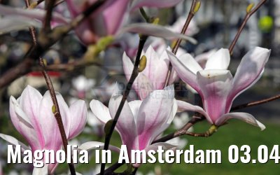 Magnolia in Amsterdam 03.04.2016 Magnolia in Amsterdam 03.04.2016