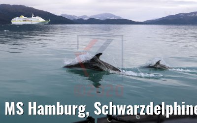 MS Hamburg, Schwarzdelphine und Zodiac Ventisquero Skua Gletscher 05.02.2020 MS Hamburg, Schwarzdelphine und Zodiac Ventisquero Skua Gletscher 05.02.2020