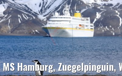 MS Hamburg, Zuegelpinguin, Whalers Bay 07.01.2017 MS Hamburg, Zuegelpinguin, Whalers Bay 07.01.2017
