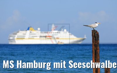 MS Hamburg mit Seeschwalbe, Maria la Gorda, Kuba 01.12.2017 MS Hamburg mit Seeschwalbe, Maria la Gorda, Kuba 01.12.2017