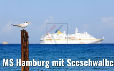MS Hamburg mit Seeschwalbe, Maria la Gorda, Kuba 01.12.2017 MS Hamburg mit Seeschwalbe, Maria la Gorda, Kuba 01.12.2017
