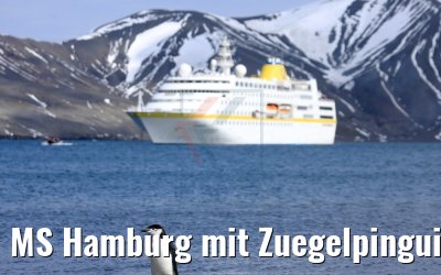 MS Hamburg mit Zuegelpinguin, Whalers Bay, Deception Island 07.01.2017 MS Hamburg mit Zuegelpinguin, Whalers Bay, Deception Island 07.01.2017
