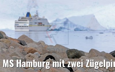 MS Hamburg mit zwei Zügelpinguinen Neko Harbor Antarktis 08.01.2017 MS Hamburg mit zwei Zügelpinguinen Neko Harbor Antarktis 08.01.2017
