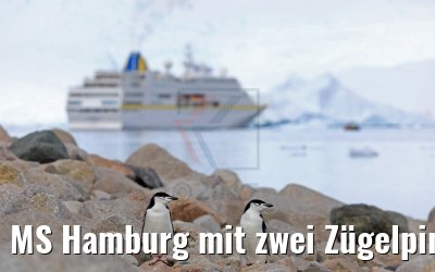 MS Hamburg mit zwei Zügelpinguinen Neko Harbor Antarktis 08.01.2017 MS Hamburg mit zwei Zügelpinguinen Neko Harbor Antarktis 08.01.2017