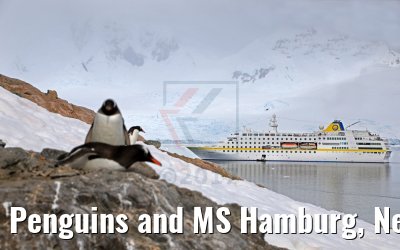 Penguins and MS Hamburg, Neko Harbor Antarctica 08.01.2017 Penguins and MS Hamburg, Neko Harbor Antarctica 08.01.2017