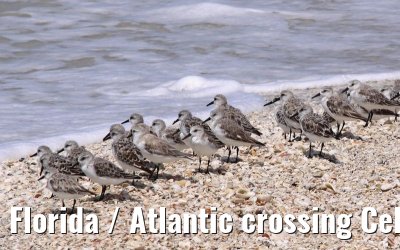 Florida / Atlantic crossing Celebrity Constellation April/May 2009 Florida / Atlantic crossing Celebrity Constellation April/May 2009