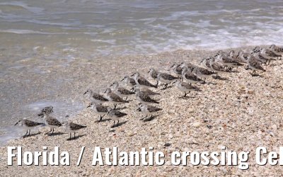 Florida / Atlantic crossing Celebrity Constellation April/May 2009 Florida / Atlantic crossing Celebrity Constellation April/May 2009