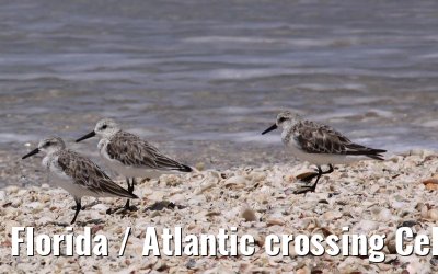 Florida / Atlantic crossing Celebrity Constellation April/May 2009 Florida / Atlantic crossing Celebrity Constellation April/May 2009