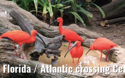 Florida / Atlantic crossing Celebrity Constellation April/May 2009 Florida / Atlantic crossing Celebrity Constellation April/May 2009