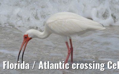 Florida / Atlantic crossing Celebrity Constellation April/May 2009 Florida / Atlantic crossing Celebrity Constellation April/May 2009