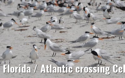 Florida / Atlantic crossing Celebrity Constellation April/May 2009 Florida / Atlantic crossing Celebrity Constellation April/May 2009