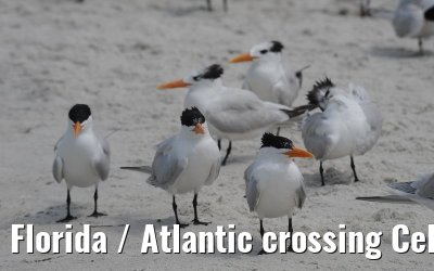 Florida / Atlantic crossing Celebrity Constellation April/May 2009 Florida / Atlantic crossing Celebrity Constellation April/May 2009