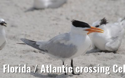 Florida / Atlantic crossing Celebrity Constellation April/May 2009 Florida / Atlantic crossing Celebrity Constellation April/May 2009