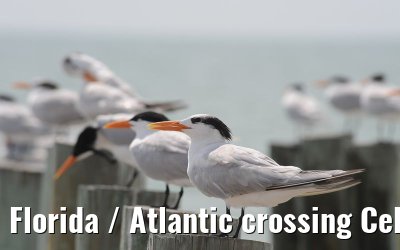 Florida / Atlantic crossing Celebrity Constellation April/May 2009 Florida / Atlantic crossing Celebrity Constellation April/May 2009