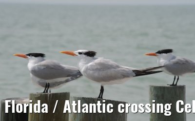 Florida / Atlantic crossing Celebrity Constellation April/May 2009 Florida / Atlantic crossing Celebrity Constellation April/May 2009