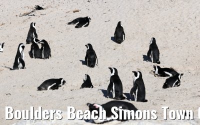 Boulders Beach Simons Town 06.02.2026