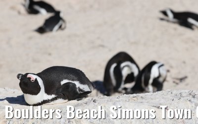 Boulders Beach Simons Town 06.02.2026