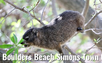 Boulders Beach Simons Town 06.02.2026