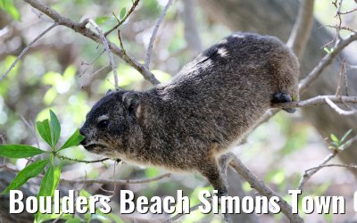 Boulders Beach Simons Town 06.02.2026