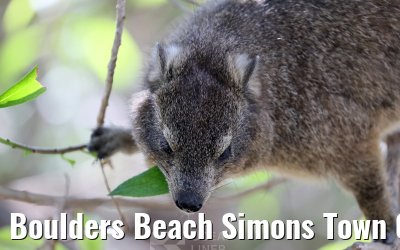 Boulders Beach Simons Town 06.02.2026