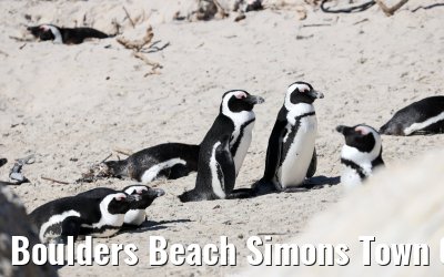 Boulders Beach Simons Town 06.02.2026
