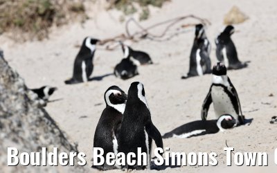 Boulders Beach Simons Town 06.02.2026