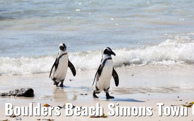 Boulders Beach Simons Town 06.02.2026