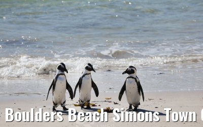 Boulders Beach Simons Town 06.02.2026