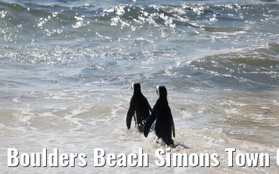 Boulders Beach Simons Town 06.02.2026