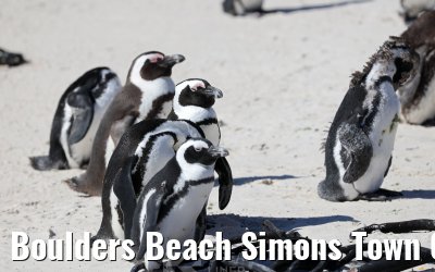 Boulders Beach Simons Town 06.02.2026