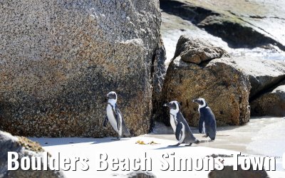 Boulders Beach Simons Town 06.02.2026