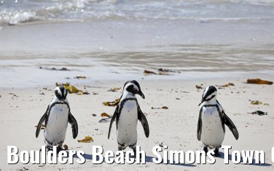 Boulders Beach Simons Town 06.02.2026