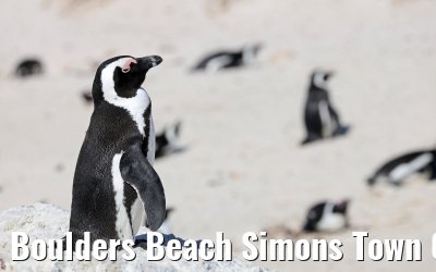 Boulders Beach Simons Town 06.02.2026